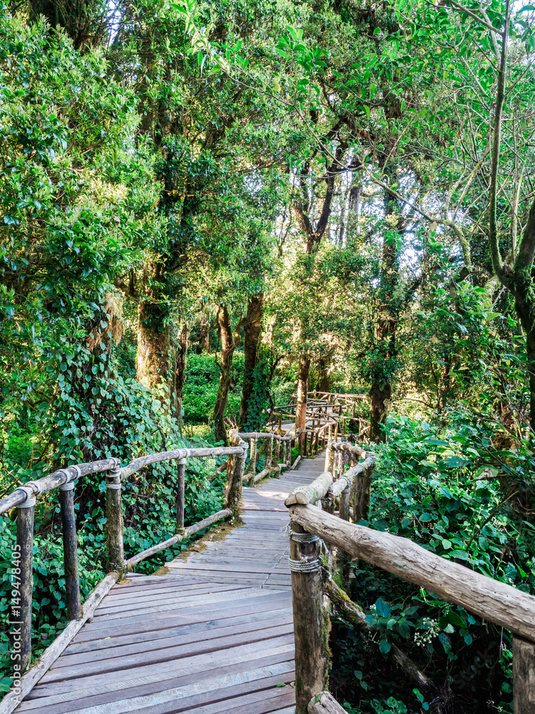 Obraz Stary drewniany mostek prowadzący do wiecznie zielonej dżungli