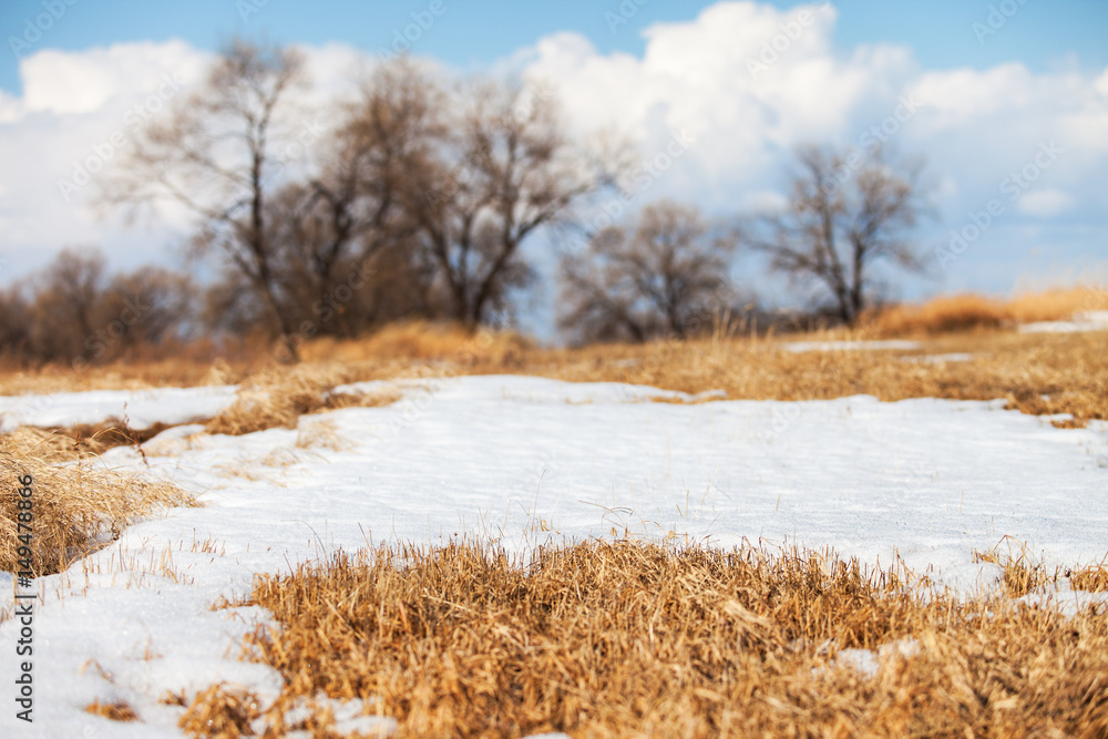 Dry grass under melting snow in spring Dry grass under melting snow in spring