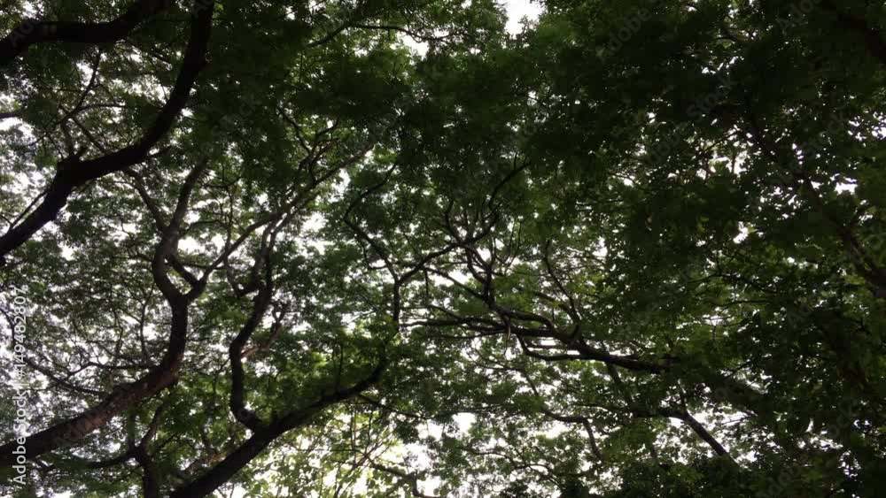 Video 4K. Wind moves branches in fresh green forest with morning. Crowns of trees with morning. Video 4K. Wind moves branches in fresh green forest with morning. Crowns of trees with morning.