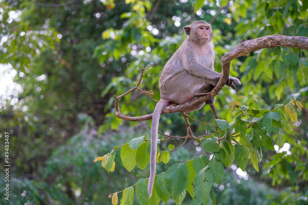 little monkey (Macaque rhesus) on a tree little monkey (Macaque rhesus) on a tree