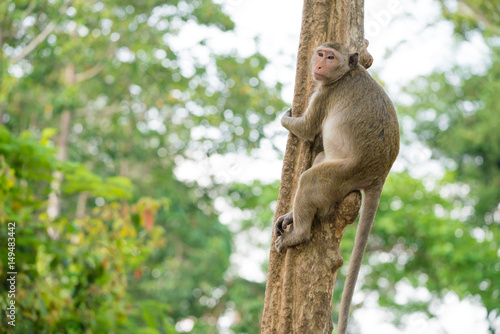 Photography little monkey (Macaque rhesus) on a tree