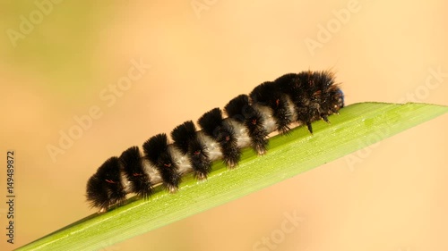 4K Agreeable Tiger Moth (Spilosoma congrua) Caterpillar 4 photo