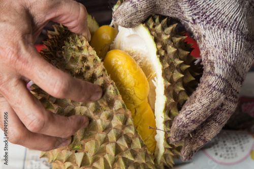 Hand force opening musang king durian variety  with yellow flash