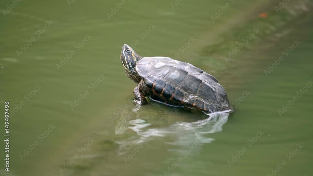 Cute small turtle sitting in a green water pond in a national park Cute small turtle sitting in a green water pond in a national park