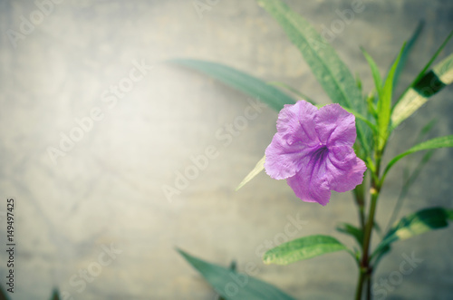 Popping pod flower on cement wall background. Vintage flower