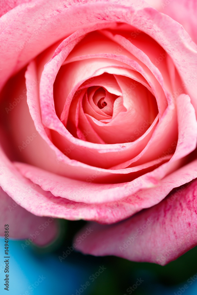 薔薇の花 薔薇の花