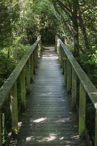 bridge in the woods © Chris