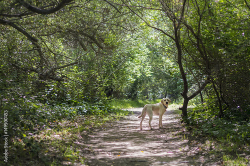 labrador in the forest path