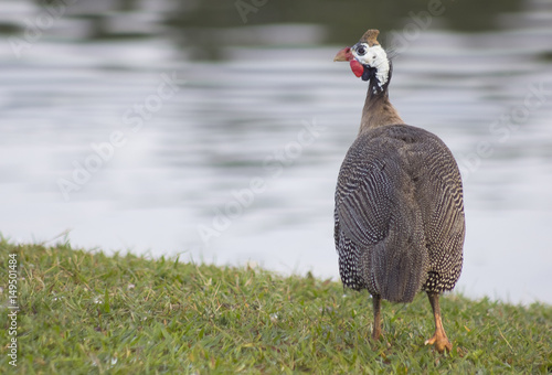 Chichen Angola