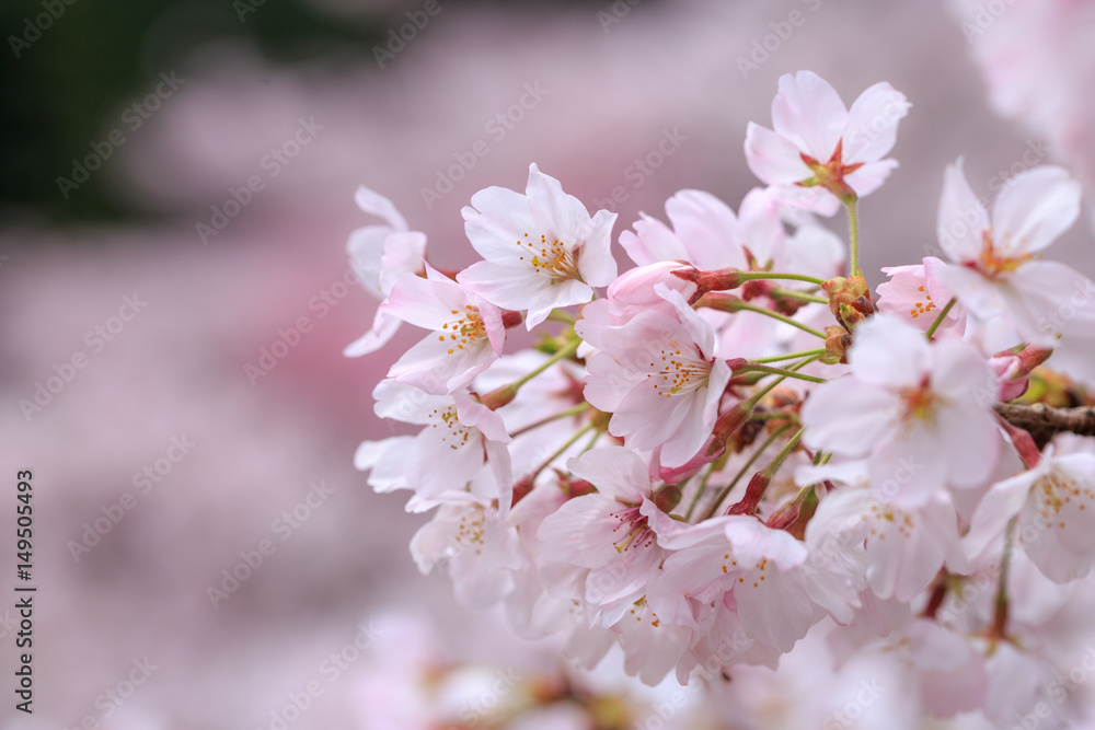 桜の花 桜の花