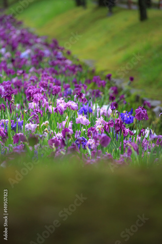 花菖蒲