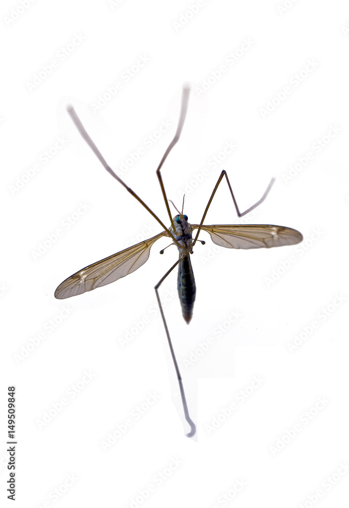 Close-up of a tiger mosquito Close-up of a tiger mosquito