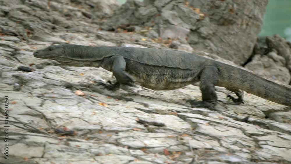 Dangerous lizard predator wild striped varan, varanus salvator, on the ground near pond in national park Dangerous lizard predator wild striped varan, varanus salvator, on the ground near pond in national park