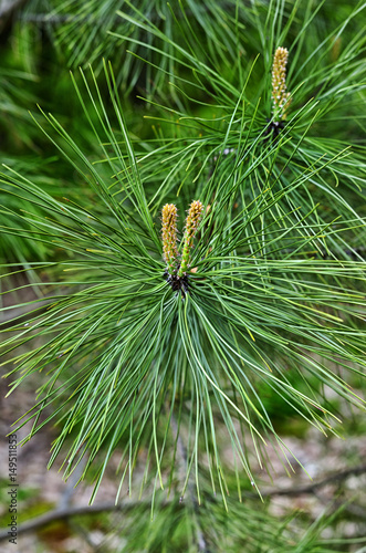 Pine spikes
