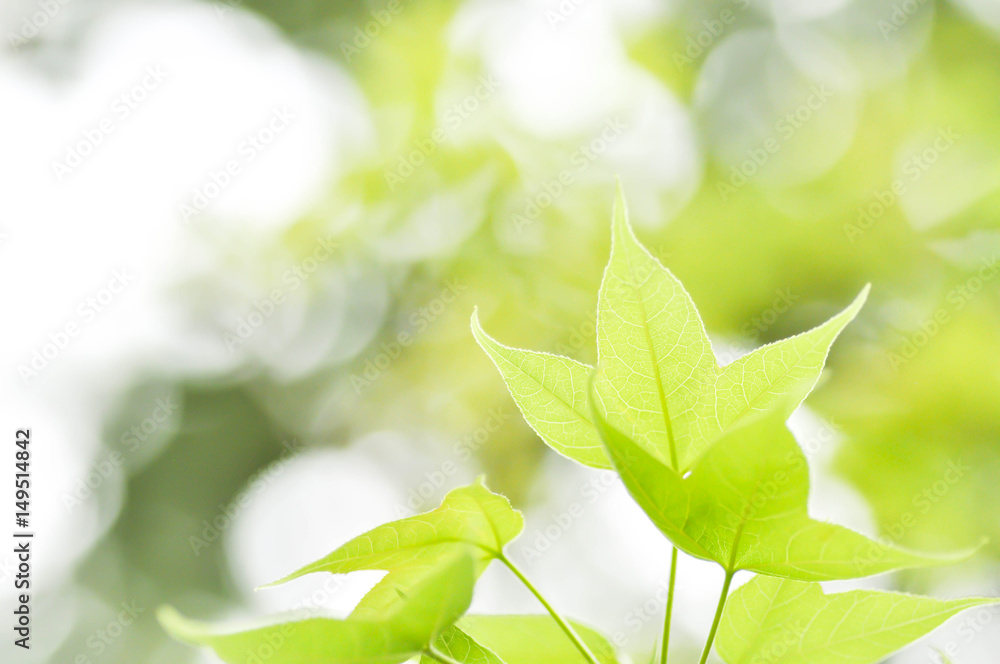 green leaf and sky