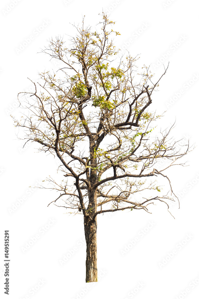 Fototapeta premium Dead hollow tree isolated on white background