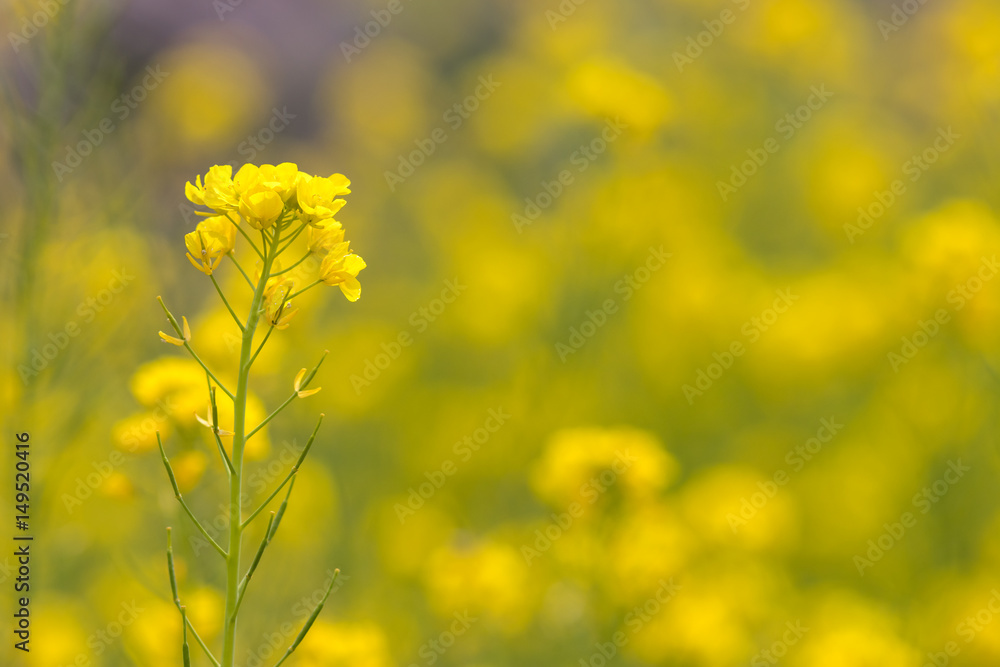 菜の花畑 菜の花畑