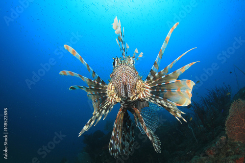 Lionfish fish in ocean