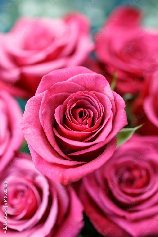 薔薇の花 薔薇の花