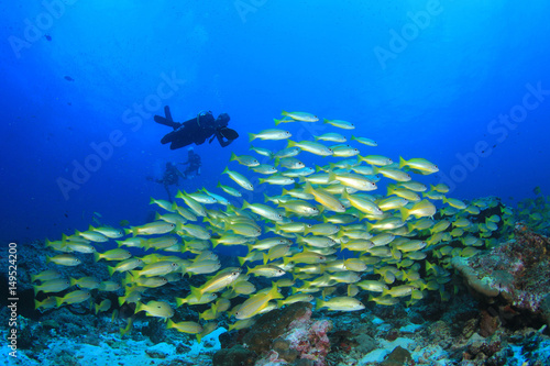 Scuba diver and school of fish in ocean