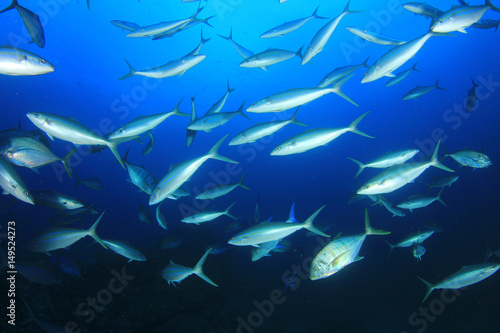 Tuna fish underwater
