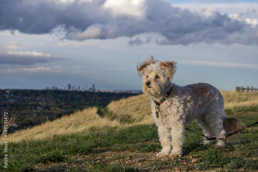 Small White Dog