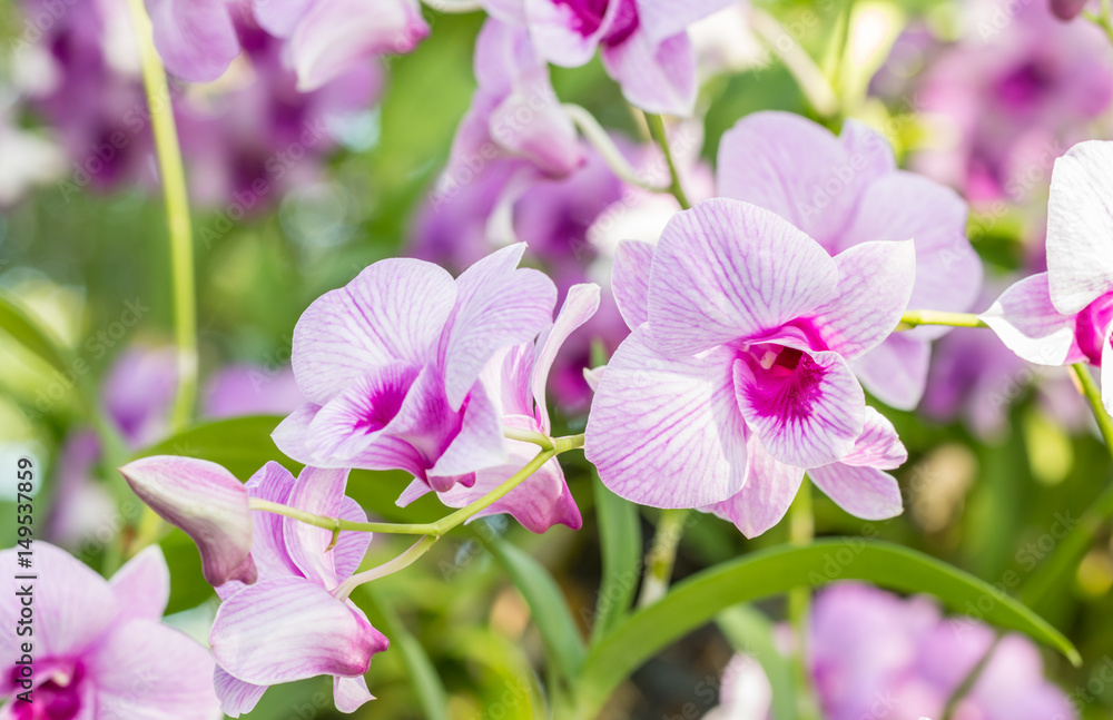 Fototapeta premium Abstract blurred of purple orchids, Dendrobium.