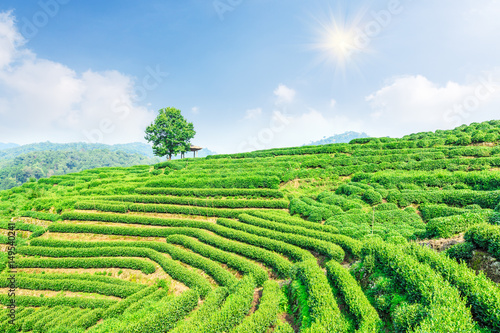 Green tea plantation landscape china