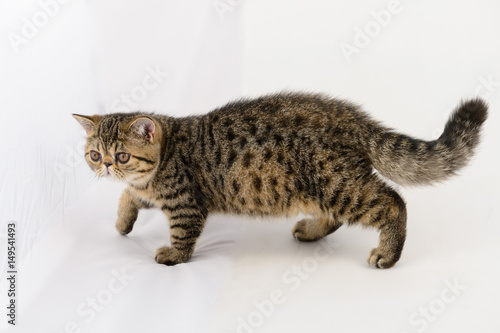 фотографія exotic shorthair cat on white background, Brown Spotted Tabby