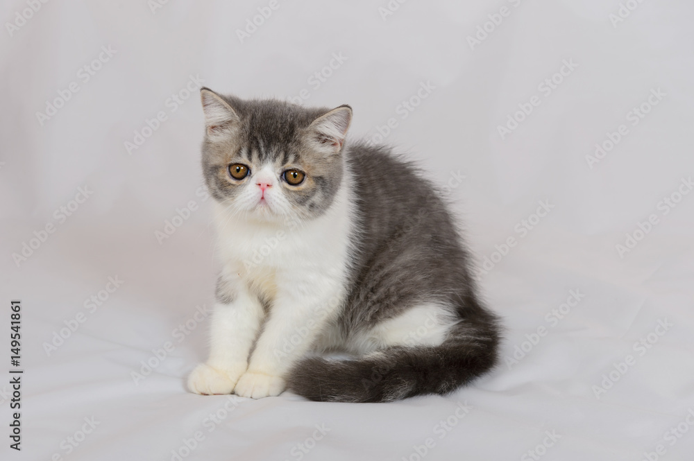 exotic shorthair cat on white background, Blue Tabby and white exotic shorthair cat on white background, Blue Tabby and white