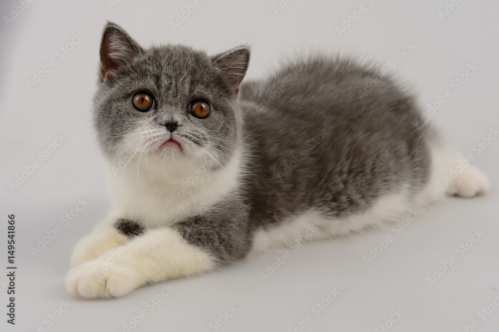 exotic shorthair cat on white background, Blue and white
