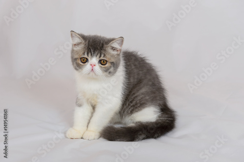 Quadro su tela exotic shorthair cat on white background, Blue Tabby and white
