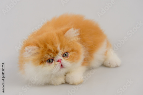 exotic longhair cat on white background, Red Tabby and white