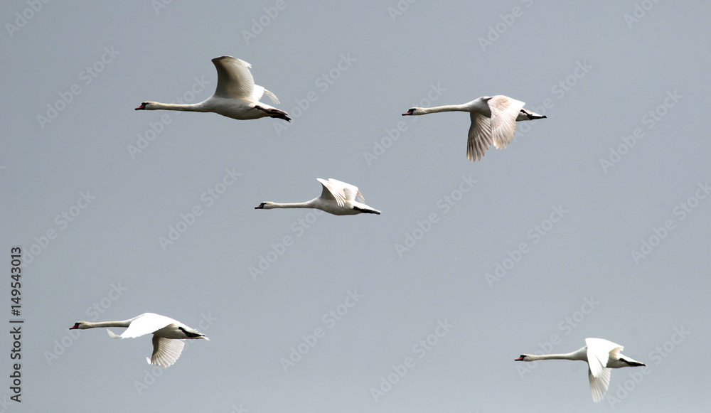 Group of Swans flying over the River Danube at Zemun in the Belgrade Serbia.