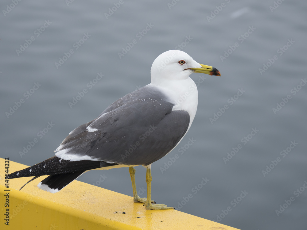Naklejka premium ウミネコ(Black-tailed gull)