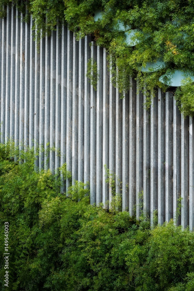 Fototapeta premium greenwall