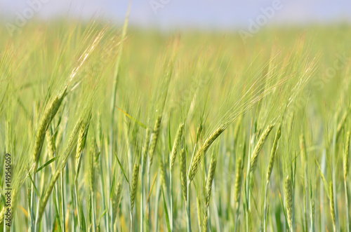 Green barley (cereal) field for abstract nature background. Front view. Selective focus.