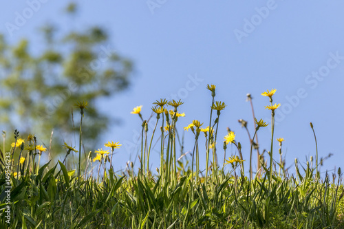 Yellow summer flowers against blue sky
