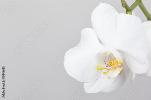 Fototapeta Naklejka Na Ścianę i Meble -  Flower white orchid closeup