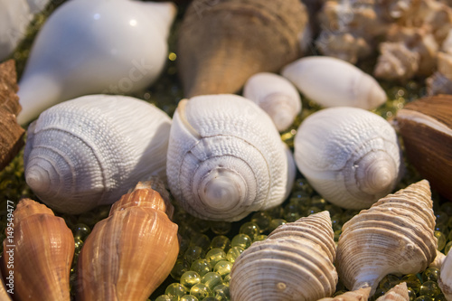 Image of Seashell collection. Many different shells.
