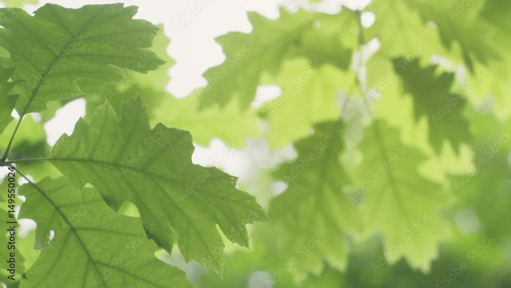 fresh young oak leaves in early summer slowmo 60fps, rores footage fresh young oak leaves in early summer slowmo 60fps, rores footage