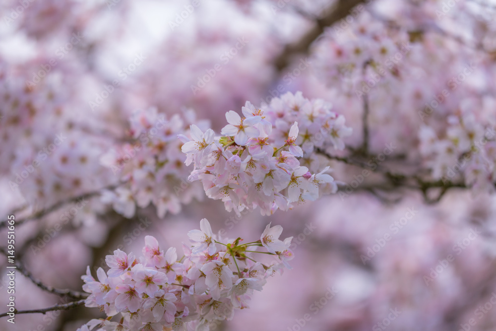 Amazing cherry blossom Amazing cherry blossom