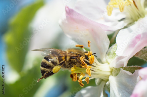 bee pollinating apple blossoms macro