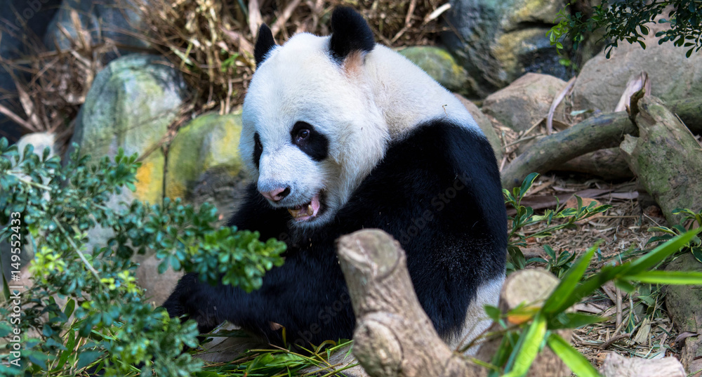 Obraz premium Pandabär, Zoo Singapur