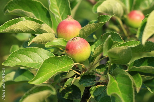 Small apples on a branch in the garden