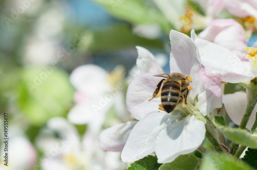 bee pollinating apple blossoms macro