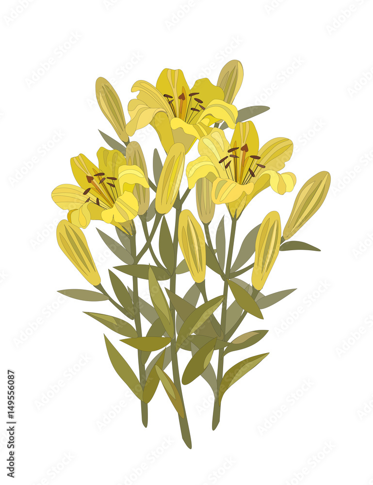 Lilies flowers yellow lily bouquet vector isolated on white