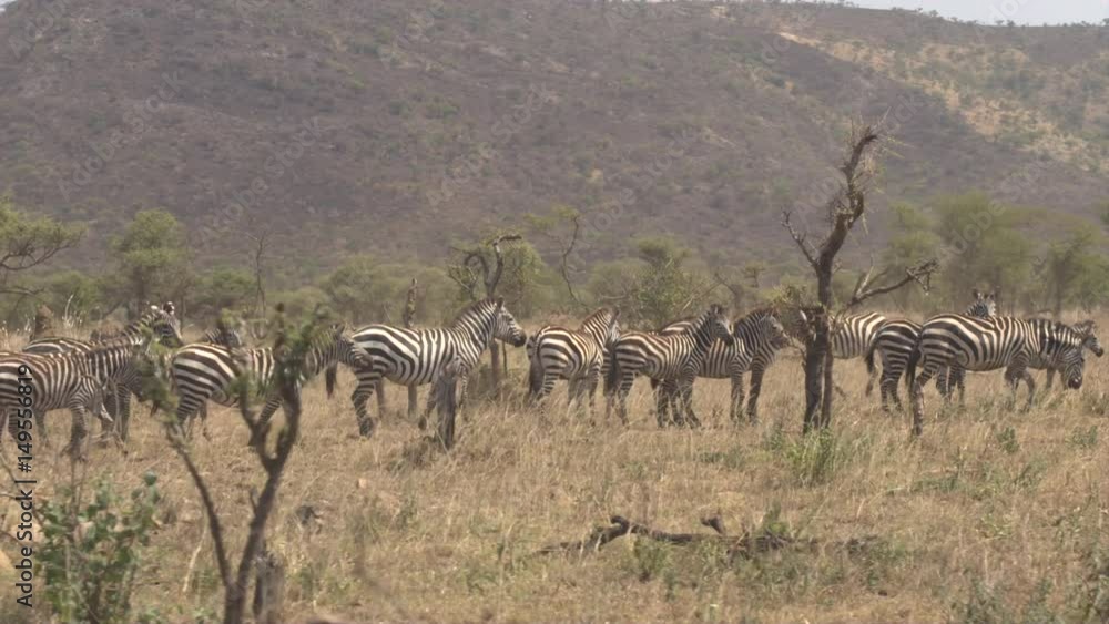 CLOSE UP, AERIAL: Flying near lovely big herd of plains zebras traveling through deserted arid African savannah grassland with overgrown mountains in the background in amazing Serengeti national park CLOSE UP, AERIAL: Flying near lovely big herd of plains zebras traveling through deserted arid African savannah grassland with overgrown mountains in the background in amazing Serengeti national park