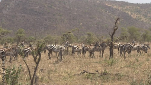 CLOSE UP, AERIAL: Flying near lovely big herd of plains zebras traveling through deserted arid African savannah grassland with overgrown mountains in the background in amazing Serengeti national park