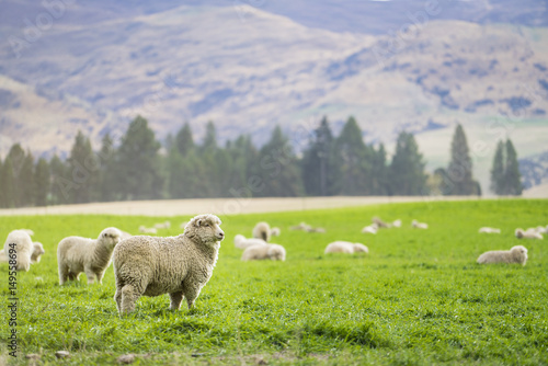 Obraz na plátně Sheep in New Zealand